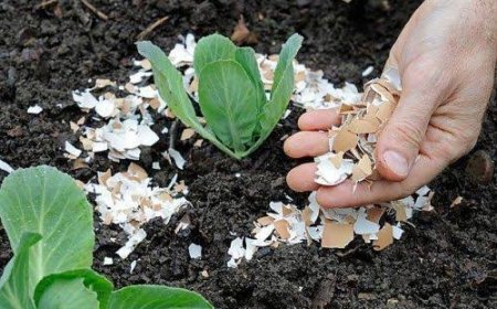 Kulit Telur, Bahan Dapur yang Ternyata Ampuh untuk Suburkan Tanaman