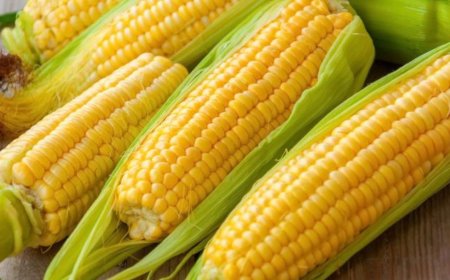 Inilah Alasan Mengapa Jagung Baik untuk Kesehatan Anda