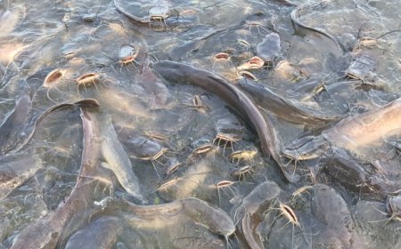 Budidaya Ikan Lele Menjadi Peluang Usaha yang Menjanjikan