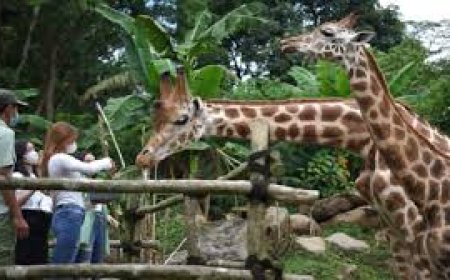 Wisata Edukasi, Intip 5 Kebun Binatang di Jawa Tengah Wajib Dikunjungi saat Liburan