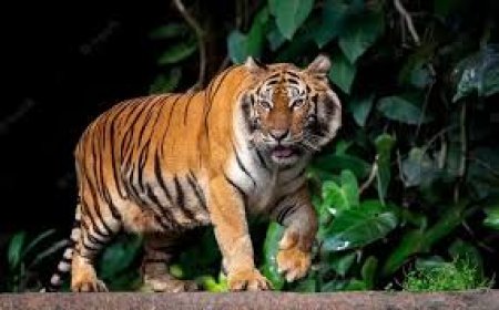 Ketahui 5 Fakta Harimau Jawa yang Dinyatakan Punah